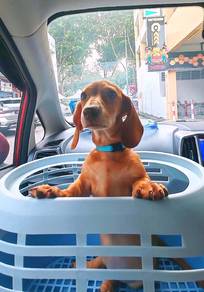 Dachshund Female 