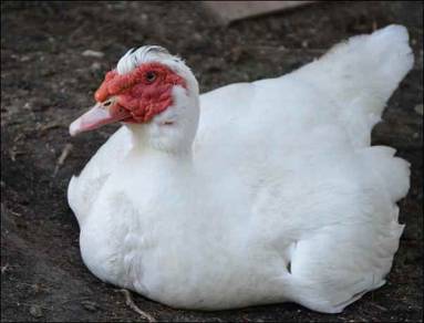 White Muscovy Duck Jumbo Male