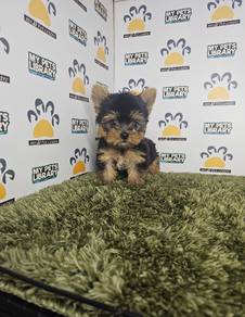 yorkshire terrier