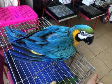 Burung Baby Blue And Gold Macaw Parrot Bird Jinak