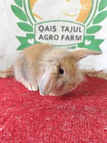 Bunny Rabbit