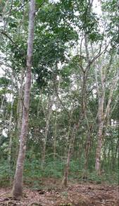Agricultural Land in Kuala Krai, KTN