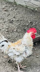 ayam bulu terbalik