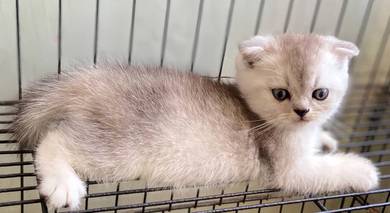 BSH silver shaded fold female