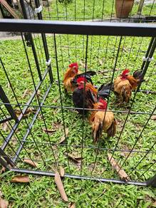 Ayam Serama