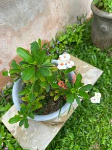 Pokok Bunga