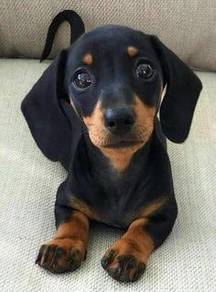 SSAA Dachshund black tan haired sweetie puppy