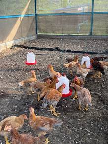 Ayam Kampung Seremban