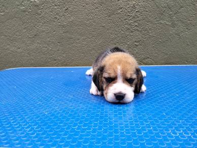Beagle puppy for sale got cert