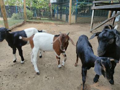 kambing jantan 3ekor