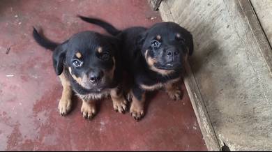 Pure  Rottweiler Puppies