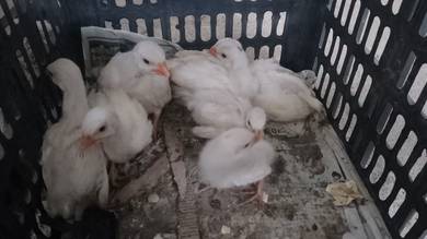 Ayam Mutiara Putih 