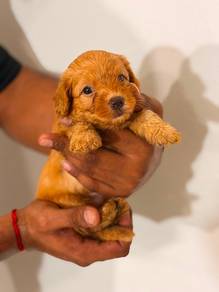 Poodle