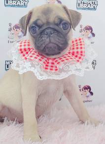 Pug