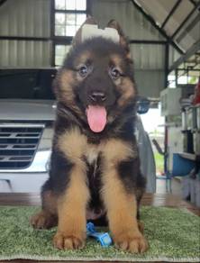 German Shepard