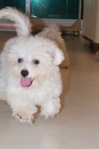 J0843 Bichon Lovely Little Puppy
