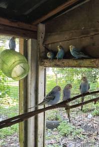 burung baji taiping