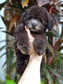 silver poodle