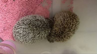 hedgehog