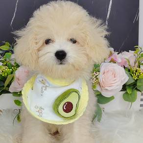 Maltipoo