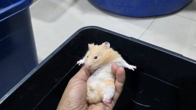 Boy syrian 4 month