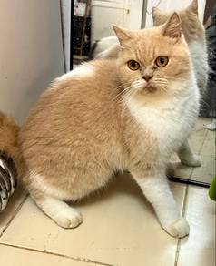 british shorthair
