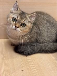 Munchkin BSH
