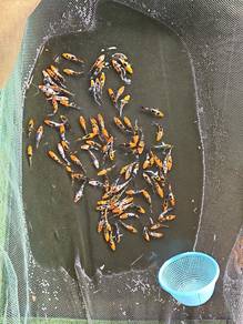 ikan koi 3"