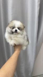 Mini Sized Female Fancy Pomeranian Puppy f-393