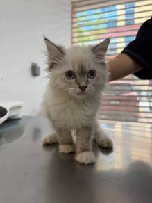 Ragdoll male