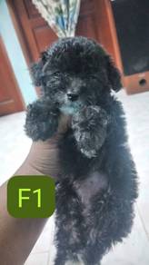 Tiny poodle 