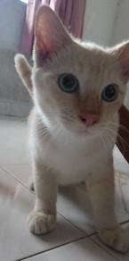 Flame Point