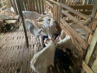 Kambing Saanen Untuk Dijual 