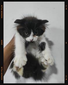 kucing kitten cat