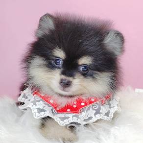 Pomeranian