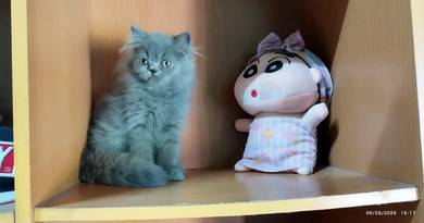 kucing british long hair