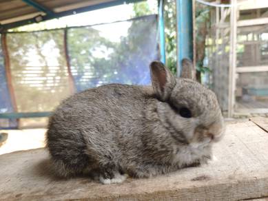 Netherlands dwarf rabbit 