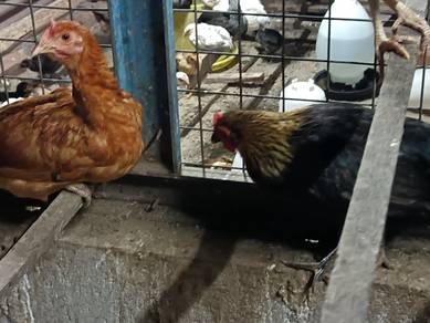 ayam kampung asli