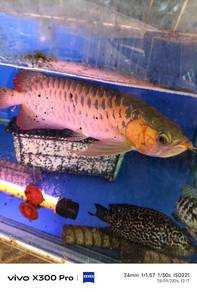 Ikan Super Red Arowana