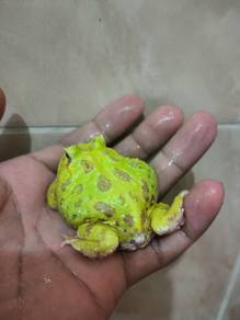 Pacman frog pikachu