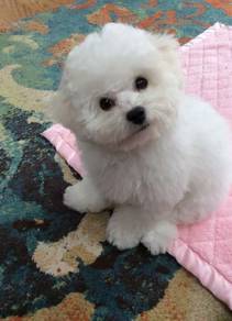A4330 Sillygoose Bichon Cute Round Teddy Faca Pupp