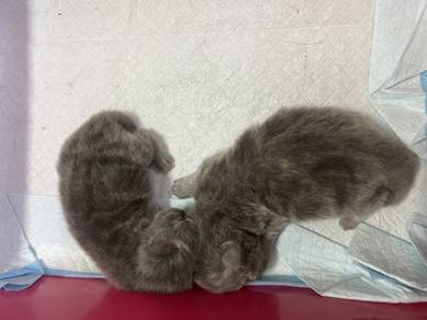 BSH Kitten