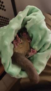 sugar glider 