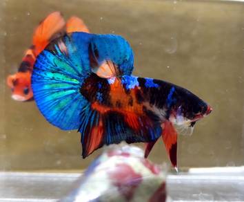 Candy Galaxy Plakat HMPK Betta Fish / Ikan Laga