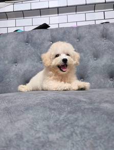 Maltipoo puppies 9