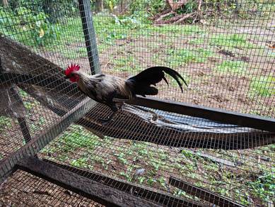 Ayam Hutan Jalak Baka Lapis