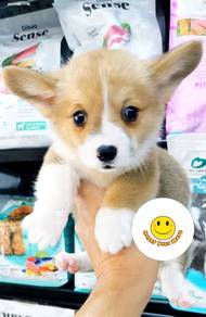 G-3778 Welsh Corgi cute puppies