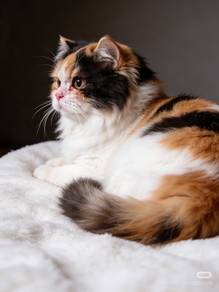 Tricolour rare Munchkin for rehomed