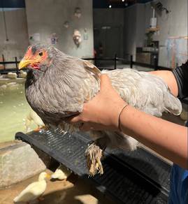 Brahma Untuk Dijual !!