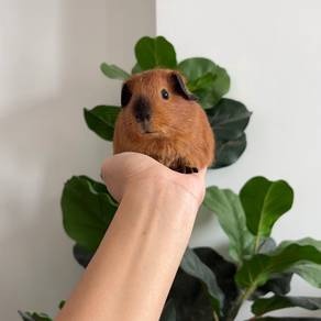 California guinea pig tikus belanda arbok